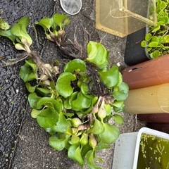 布袋草、ウォターコインの画像