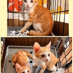 🌻生後４ヶ月の元気な男の子🌻