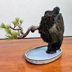 13 黒松石付きの画像