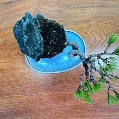 13 黒松石付きの画像