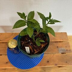やまぶきレモン取り木苗の画像