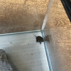クサガメの画像