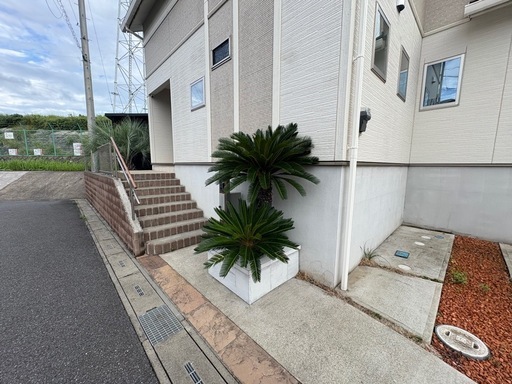 ソテツ二又 190センチ