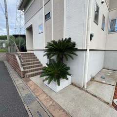 ソテツ二又　１９０センチの画像