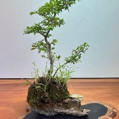 11  コマユミ石付きの画像
