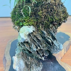 11  コマユミ石付きの画像