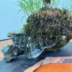 11  コマユミ石付きの画像