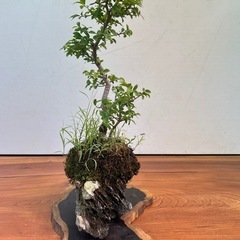 11  コマユミ石付きの画像