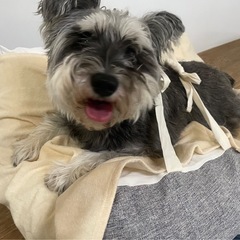 寝たきり犬用クッション／ベッドの画像