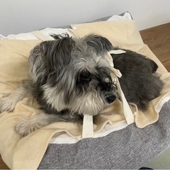 寝たきり犬用クッション／ベッドの画像