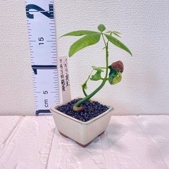 9月3日発芽！種の殻付きパキラ実生盆栽風の画像