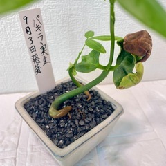 9月3日発芽！種の殻付きパキラ実生盆栽風の画像