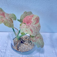 濃ピンク斑シンゴニウムミルクコンフェッティ盆栽風仕立ての画像