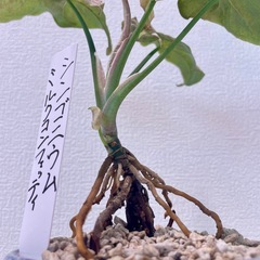 濃ピンク斑シンゴニウムミルクコンフェッティ盆栽風仕立ての画像