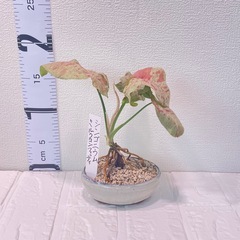 濃ピンク斑シンゴニウムミルクコンフェッティ盆栽風仕立ての画像