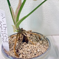 濃ピンク斑シンゴニウムミルクコンフェッティ盆栽風仕立ての画像
