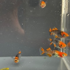 〈現物出品〉かぐや 5匹セット雄3雌2 〈まとめて取引大歓迎〉の画像