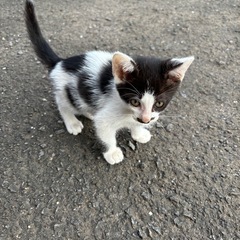 【里親募集】元気いっぱいな子猫　