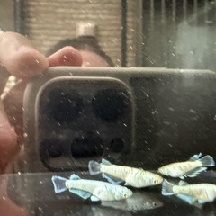 🐟飛輪の画像