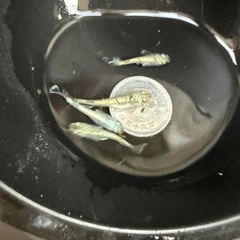 🐟飛輪の画像