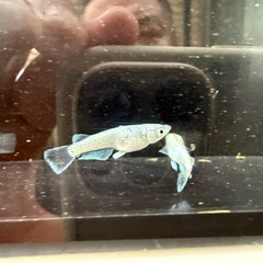 🐟飛輪の画像