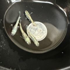 🐟飛輪の画像