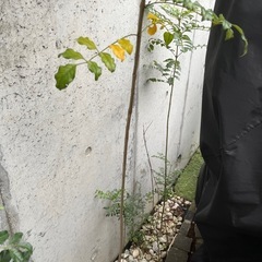 シマトネリコ(50cm〜260cm）  シンボルツリーの画像