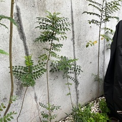 シマトネリコ(50cm〜260cm）  シンボルツリーの画像