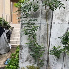 シマトネリコ(50cm〜260cm）  シンボルツリーの画像