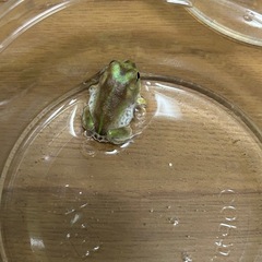 チャコガエル　パターンレス　複数購入で割引します！の画像