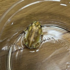 チャコガエル　パターンレス　複数購入で割引します！の画像