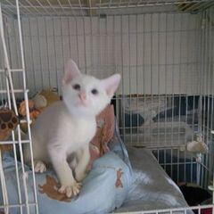 譲渡会参加　白猫くん