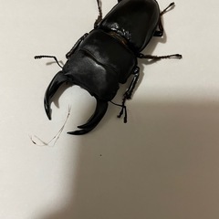 オオクワガタ♂♀1ペア(阿古谷)
の画像