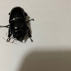 オオクワガタ♂♀1ペア(阿古谷)
の画像
