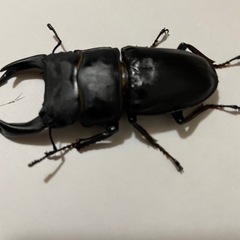 オオクワガタ♂♀1ペア(阿古谷)
の画像