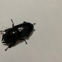オオクワガタ♂♀1ペア(阿古谷)
の画像