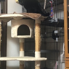 4段キャットタワー中古の画像
