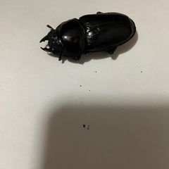 オオクワガタ♂♀1ペア(阿古谷)の画像