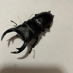 オオクワガタ♂♀1ペア(阿古谷)の画像