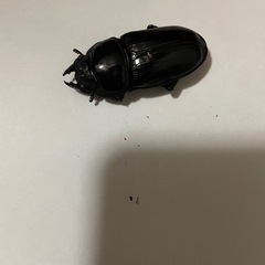 オオクワガタ♂♀1ペア(阿古谷)の画像
