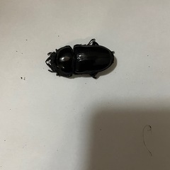オオクワガタ♂♀1ペア(阿古谷)
の画像