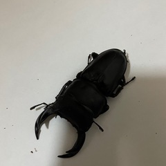 オオクワガタ♂♀1ペア(阿古谷)
の画像