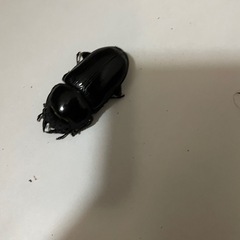 オオクワガタ♂♀1ペア(阿古谷)
の画像
