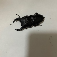 オオクワガタ♂♀1ペア(阿古谷)
の画像