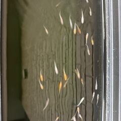 めだか20匹の画像