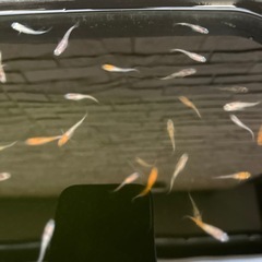 めだか20匹の画像