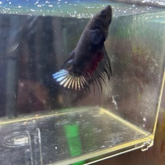 熱帯魚、ベタのメス一匹の画像