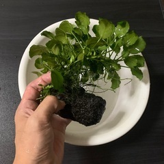 受け渡し者決定。アヌビアスナナ　溶岩石付きの画像