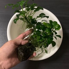 受け渡し者決定。アヌビアスナナ　溶岩石付きの画像