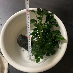 受け渡し者決定。アヌビアスナナ　溶岩石付きの画像